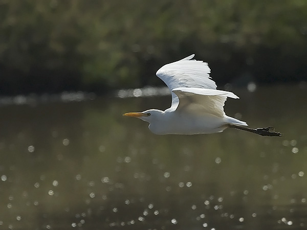 Lehmähaikara, Cattle Egret, Bubulcus ibis